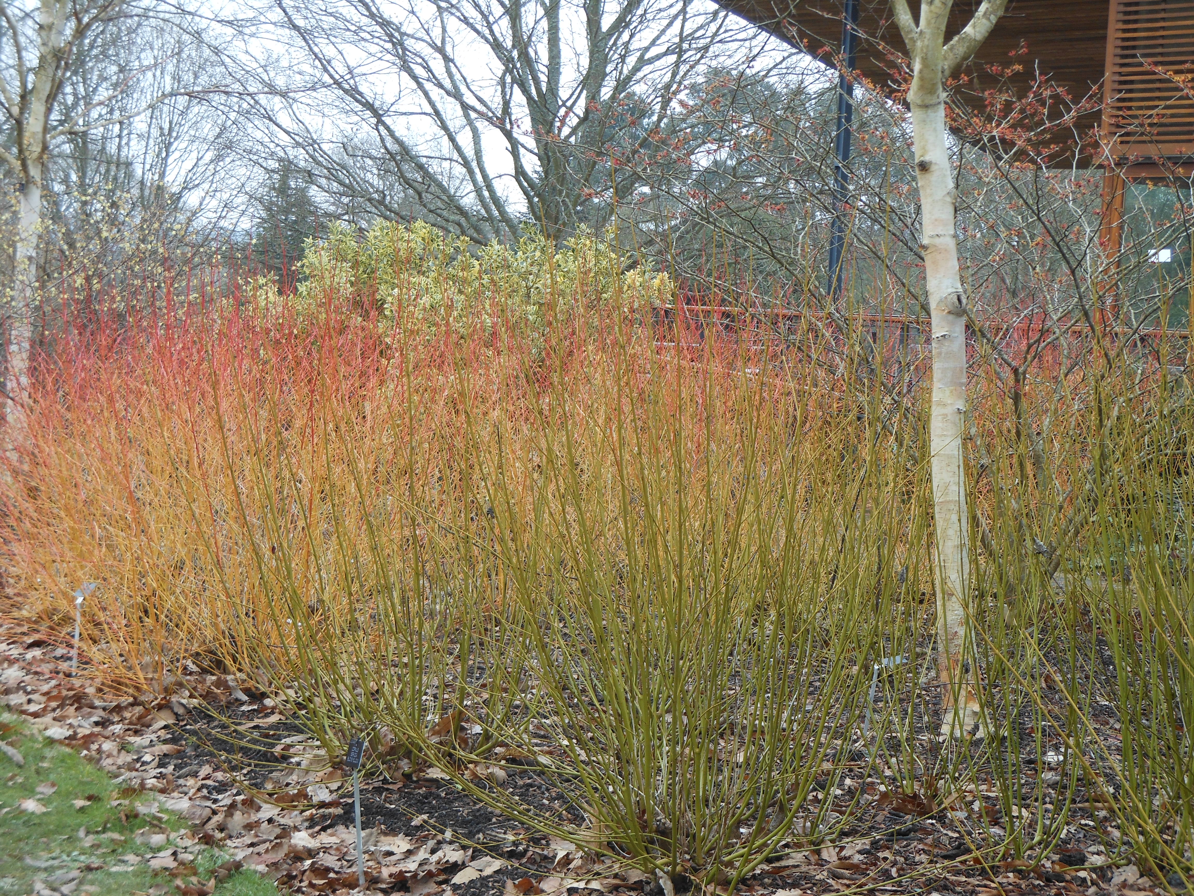Well Dressings Bakewell